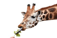 Giraffe Eating Green Leaf Out Of Human Hand. White Background.