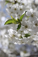 Wall Mural - Cherry, spring blossom in white color with green leaves in macro