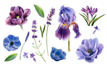 Set Of Purple, Violet, Blue Flowers. Anemone, Tulip, Iris, Crocuses, Lavender. Botanical Watercolor