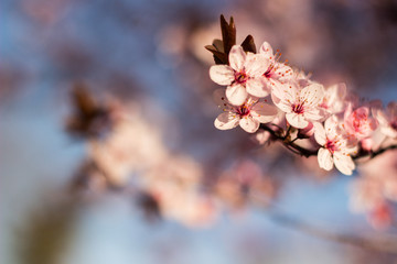 Blossoms on a sunny day. Beautiful spring