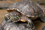 Żółwi skrytoszyjny (Cryptodira) – dziki żółw w naturalnym środowisku. Portret żółwia. 