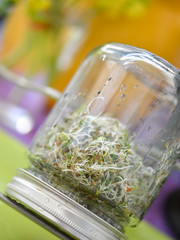 Wall Mural - seeds sprouted in a glass jar on green and purple background