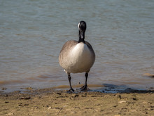 Canada Goose At Riverbank