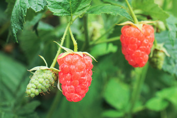 Wall Mural - Ripe Yellow Raspberries. Growing Organic Berries Closeup. Ripe Raspberry In The Fruit Garden. Toned Instant Photo