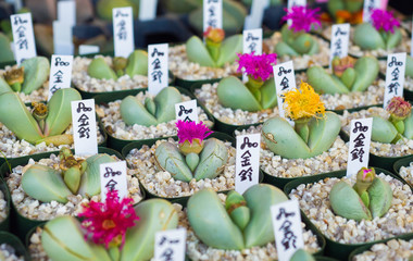 Wall Mural -  Cactus in the market close up