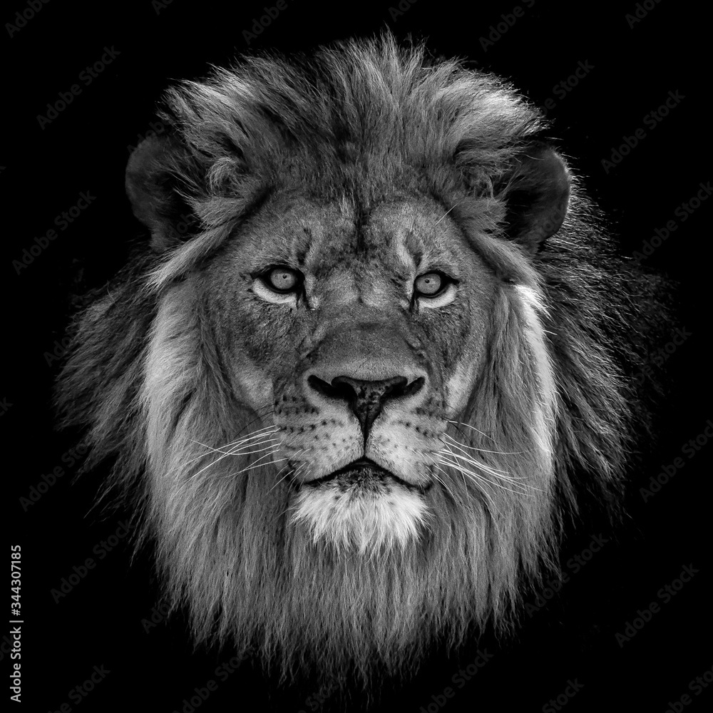Close-up Of Lion Against Black Background - obrazy, fototapety, plakaty 