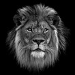 Leinwandbild Motiv Close-up Of Lion Against Black Background