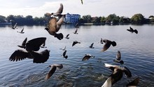 Birds Flying Over Lake Against Sky