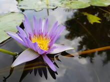 Purple Water Lily In Pond
