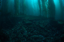 Forests Of Giant Kelp, Macrocystis Pyrifera, Commonly Grow In The Cold Waters Along The Coast Of California. This Marine Algae Reaches Over 100 Feet In Height And Provides Habitat For Many Species.