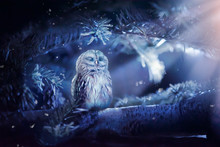 Sleeping Owl In Fantasy Enchanted Fairy Tale Spruce Forest And Moon Light Rays Shine Through The Branches, Funny Cute Bird Sitting On Twig Of Fir Tree In Deep Dark Blue Fairytale Fabulous Magical Wood