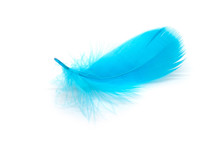 Beautiful Blue Feather