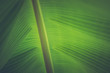 © pandaclub23 - Close up of organic green banana leaves on the tree with blur nature