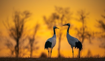 Poster - Selective focus shot of two red-crowned cranes in a field at dawn in Kushiro, Hokkaido