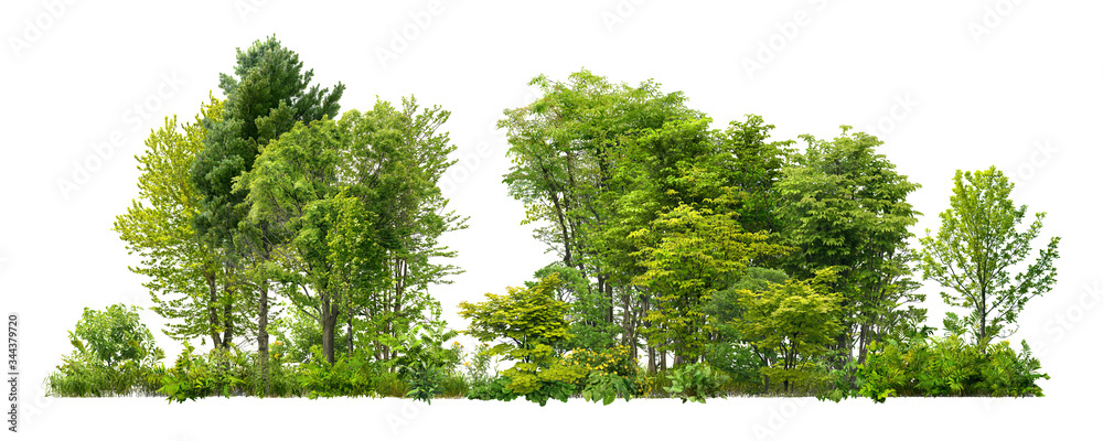 Cutout tree line. Forest and green foliage in summer. Row of trees and shrubs isolated on white background. Forest scape. - obrazy, fototapety, plakaty 