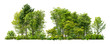 Leinwandbild Motiv Cutout tree line. Forest and green foliage in summer. Row of trees and shrubs isolated on white background. Forest scape.