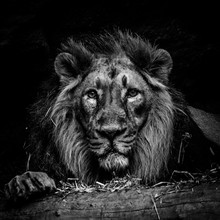 Portrait Of Lion Relaxing In Forest