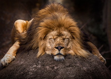 Close-up Of Lion Resting On Rock
