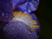 Stamens Of A Bearded Iris, Staubblätter Einer Schwertlilie