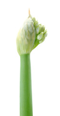 Sticker - Allium Spring Onion Flowers