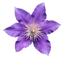 Wall Mural - purple clematis