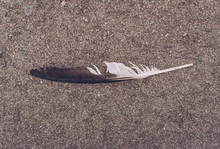High Angle View Of Feather On Road