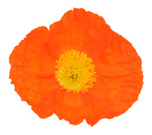 Single Orange Poppy