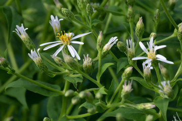 Wall Mural - Blossoming bigleaf aster, Aster macrophyllus