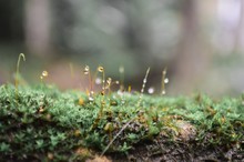Close-up Of Wet Moss On Wood