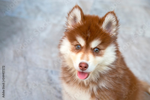 Fotomural Portrait of brown siberian husky puppy looking the camera