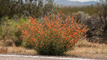 Apricot Mallow Along The Road In The Mojave Desert April Of 2020 During Corona Virus Lock Down. 