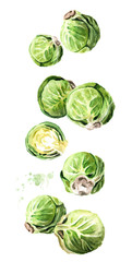 Falling Brussels sprouts. Hand drawn horizontal watercolor illustration, isolated on white background