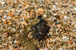 Water Moccasin (Agkistrodon piscivorus) eating male Bullfrog (Rana catesbeiana). Snake caught prey. European runner caught sea fish goby. Snake eats fish caught