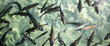 Flock of fish in the river of Croatia national park.