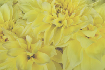 Sticker - Beautiful bunch of yellow Kelvin Floodlight Dahlia flowers in full bloom.