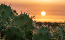 Cactus In The Foreground With Sunset Background