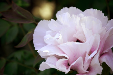 Wall Mural - Pink peony flower close-up in the garden.