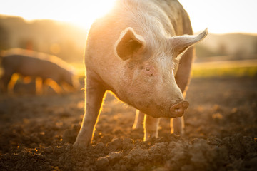 Pigs eating on a meadow in an organic meat farm - wide angle lens shot