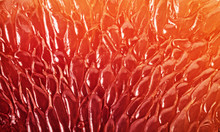  Grapefruit Slice Background. Texture Of Fresh Grapefruit Close-up. Abstract Macro Shoot.