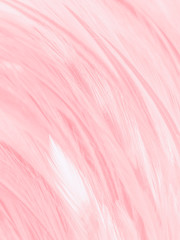 Wall Mural - Beautiful abstract white and pink feathers on white background and soft white feather texture on pink  pattern and pink background, feather background, pink banners