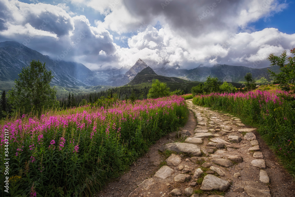 Szlak prowadzący przez Halę Gąsienicową w Tatrach porośniętą wierzbówką kiprzycą - obrazy, fototapety, plakaty 