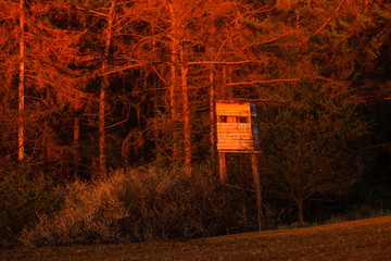 Wall Mural - hunting tower on the edge of the forest in the beautiful warm light of the setting sun