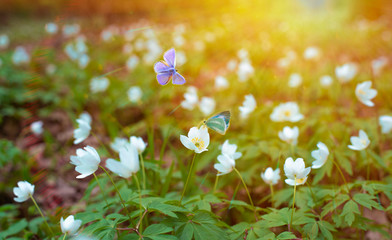 Wall Mural - Forest blooming in springtime. White flowers and blue  butterflies in sun light