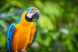 Blue-and-yellow macaw closeup (Ara ararauna), exotic bird