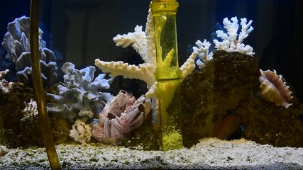 Poster - Cleaning of gravel in a freshwater aquarium