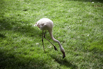 Flamingos in forest