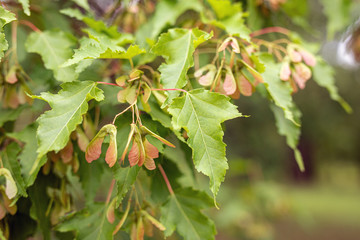 close up view of acer tataricum or tatar maple leaves and achenes on blurry background. selected foc