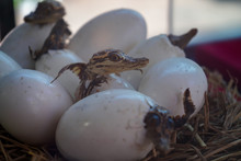 Close-up Of Birds In Eggs On Nest