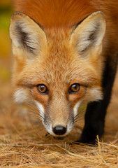 Wall Mural - Red fox (Vulpes vulpes) portrait closeup in Algonquin Park, Canada