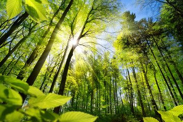scenic forest of fresh green deciduous trees framed by leaves, with the sun casting its warm rays th